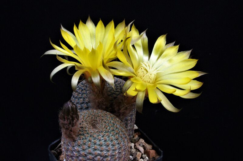 Fájl:Reicheocactus famatinensis.JCs 01.jpg