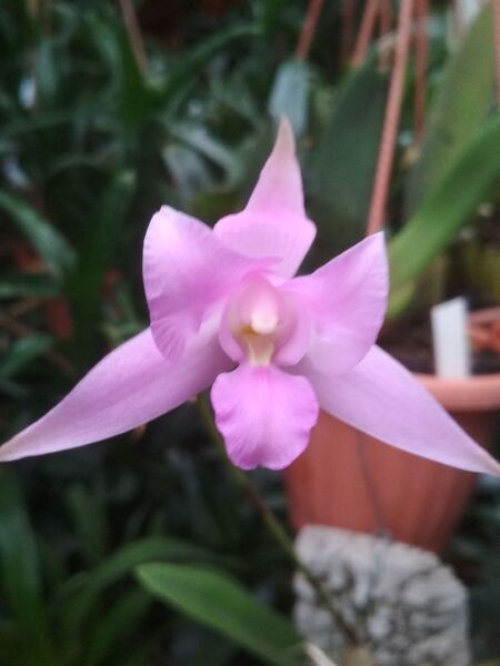 Fájl:Laelia furfuracea.HF 01.jpg