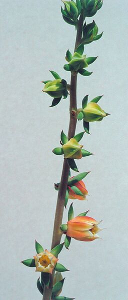 Fájl:Pozsgáslap 011-001.jpg