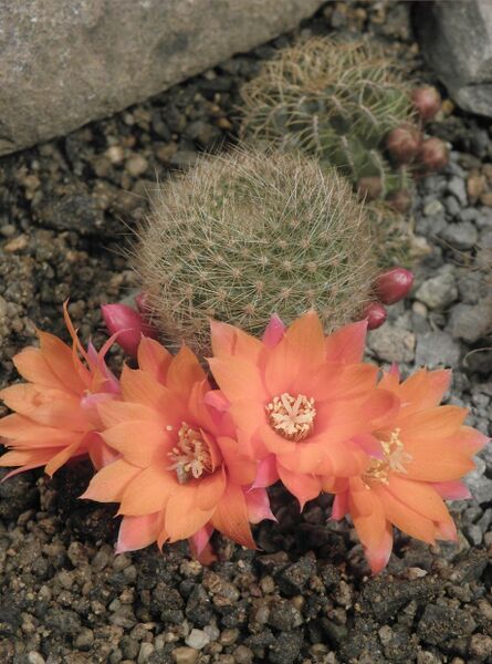 Fájl:Rebutia febrigii hoffmannii-0.jpg
