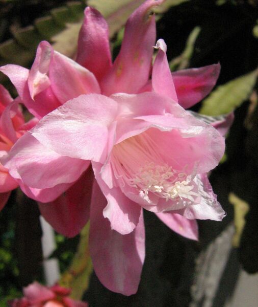 Fájl:Disocactus phyllanthoides-001.jpg