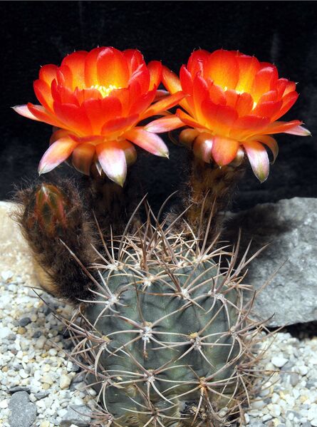 Fájl:Echinopsis haematantha hualfinensis-0.jpg