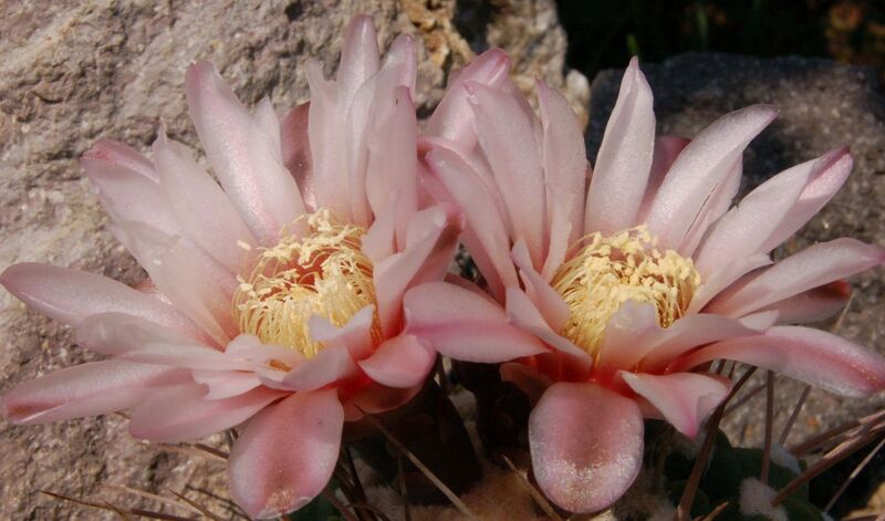Fájl:Gymnocalycium castellanosii bozsingianumm -001.jpg