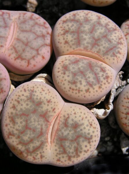Fájl:Lithops pseudotruncatella 1 rész-000.jpg