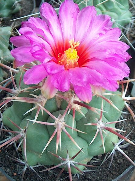 Fájl:Thelocactus heterochromus-0.jpg