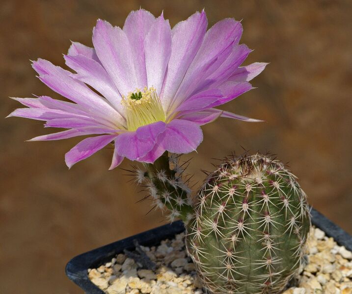 Fájl:Echinocereus pamanesiorum PP1039.SzJ 02.jpg