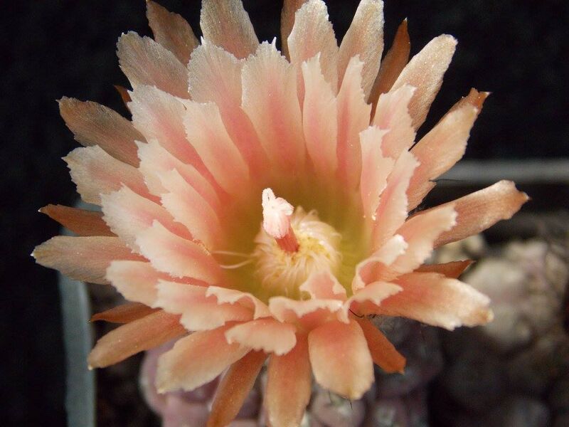 Fájl:Eriosyce napina.JCs 02.jpg