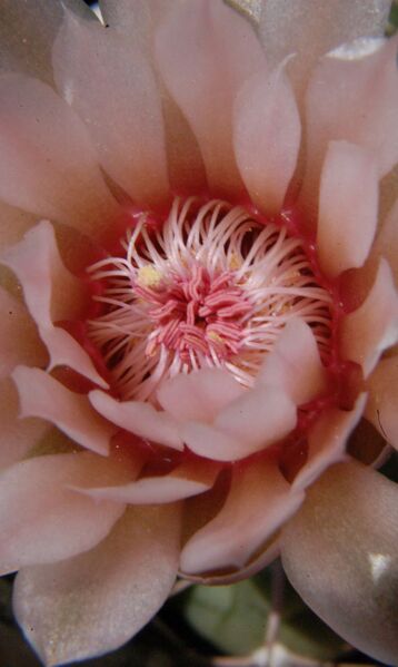 Fájl:Gymnocalycium albiareolatum-004.jpg