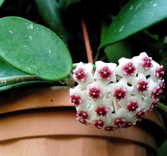 Fájl:Hoya obovata-010.jpg