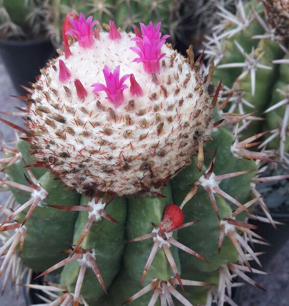 Fájl:Melocactus lemairei.BJ 02.jpg