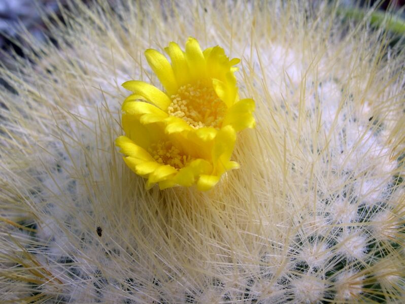 Fájl:Parodia chrysacanthion-001.jpg