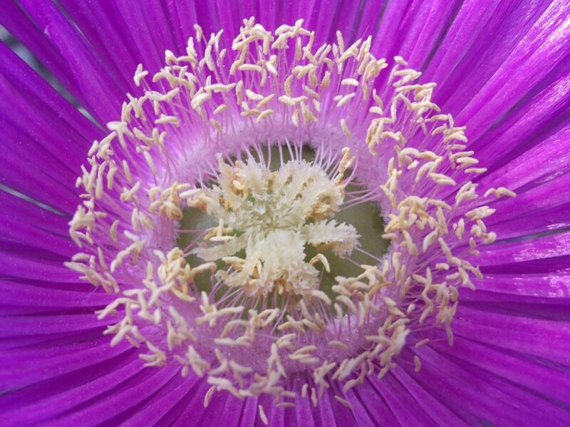 Fájl:Carpobrotus acinaciformis 2-003.jpg