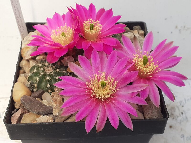 Fájl:Echinocereus pulchellus subs. acanthosetus ..jpg
