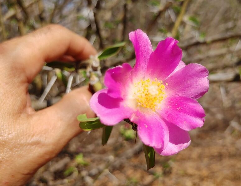 Fájl:Pereskia bahiensis.RZ 01.jpg