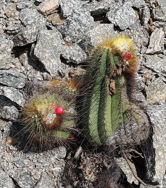 Fájl:Coleocephalocereus aureus.RZ 02.jpg