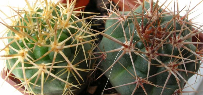 Fájl:Gymnocalycium neuhuberi-002.jpg