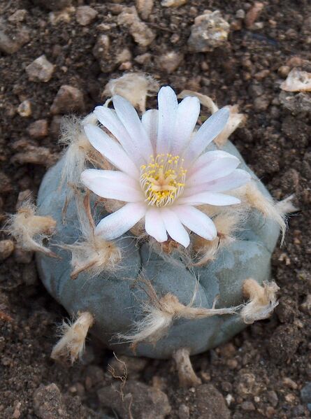 Fájl:Lophophora williamsii-000.jpg