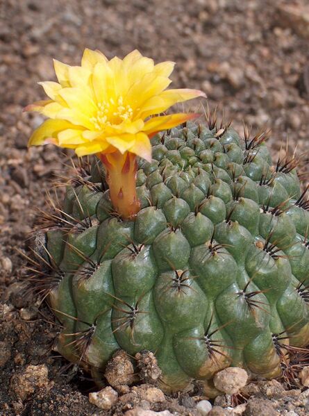 Fájl:Matucana aureiflora-000.jpg