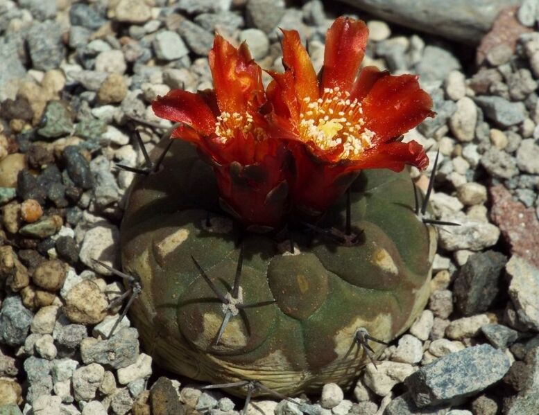 Fájl:Rebutia neumanniana 02-1.jpg