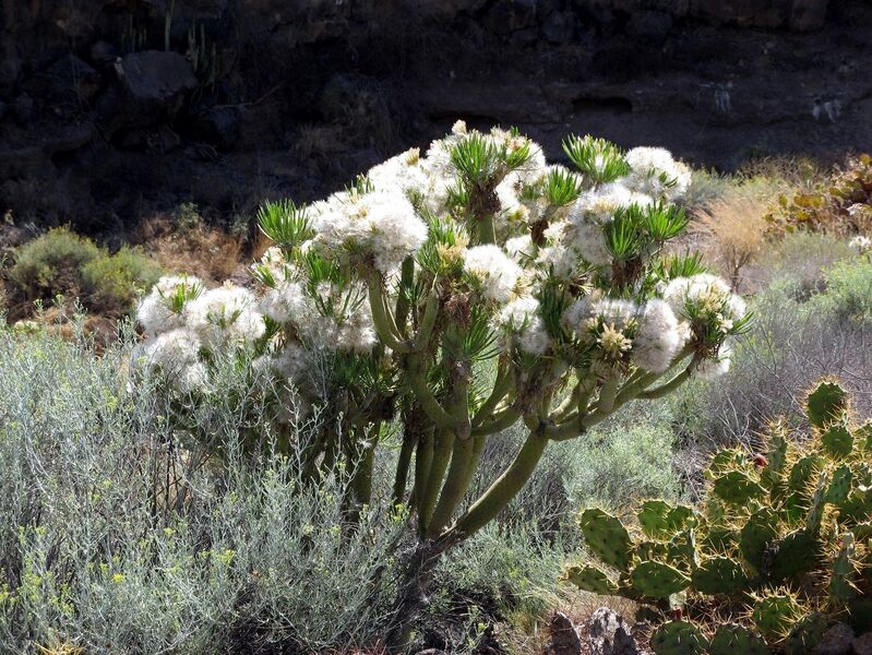 Fájl:Senecio kleinia 2 rész-1.jpg