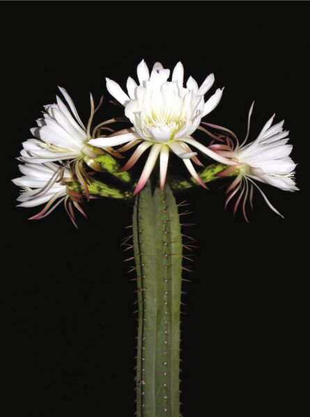 Fájl:Trichocereus pachanoi 02-0.jpg