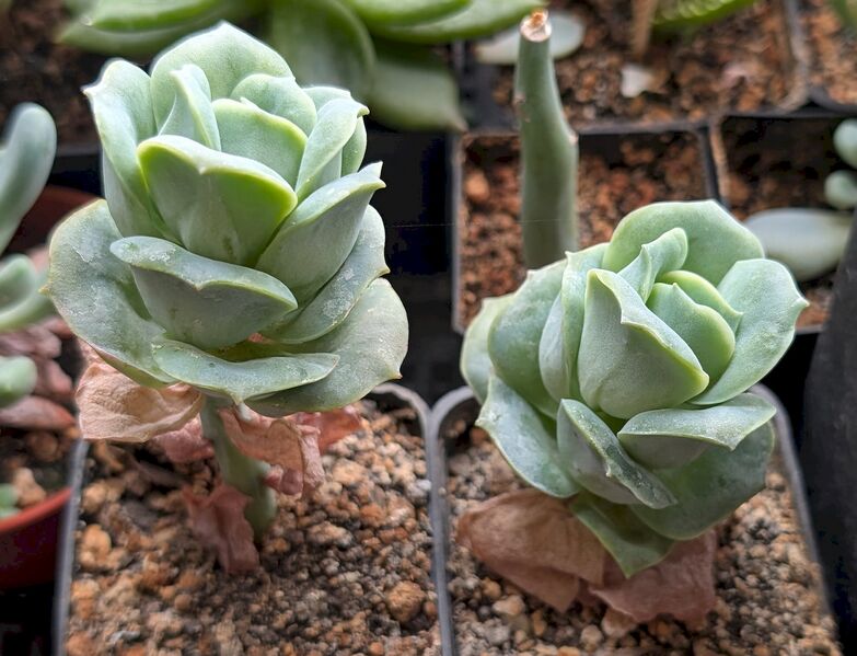 Fájl:×Graptoveria 'Lovely Rose' gyz 2.jpg