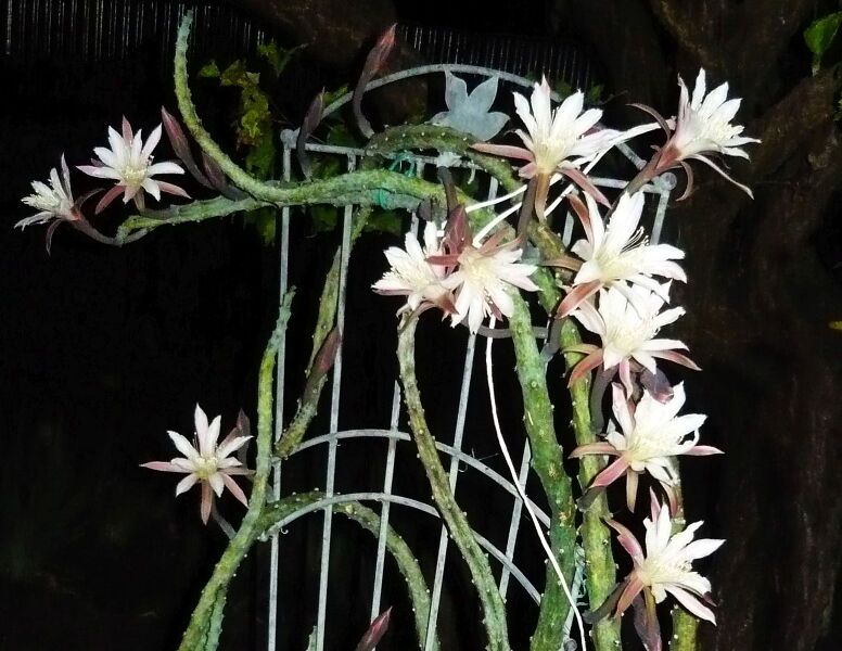 Fájl:Cereus spegazzinii.FTJ 02.jpg