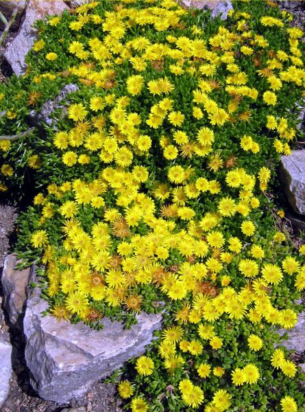 Fájl:Delosperma nubigenum-000.jpg