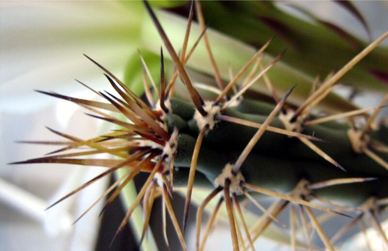 Fájl:Harrisia pomanensis 01-002.jpg