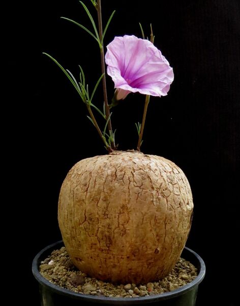 Fájl:Ipomoea bolusiana.HS 02.jpg