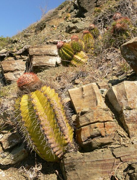 Fájl:Melocactus nagyi RBK 22.1.jpg