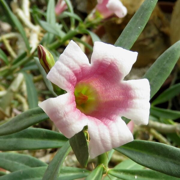 Fájl:Pachypodium bispinosum-001.jpg