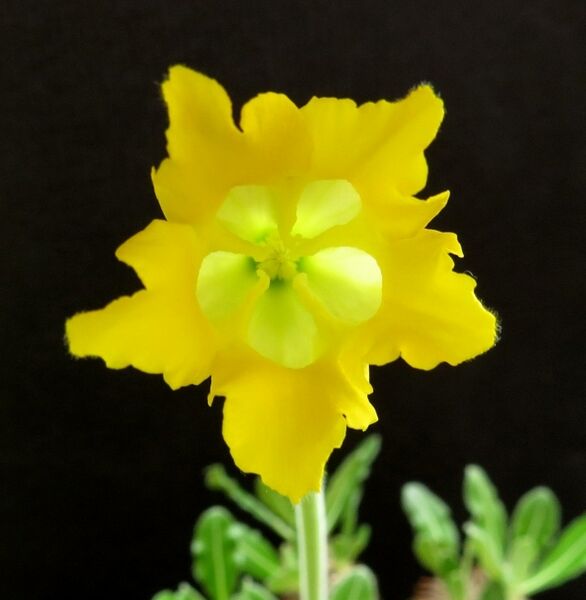 Fájl:Pachypodium horombense-2.jpg