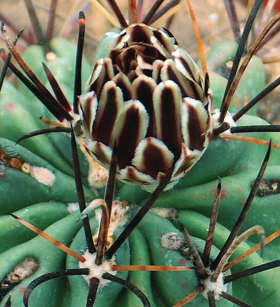 Fájl:Pozsgáslap 080-001.jpg