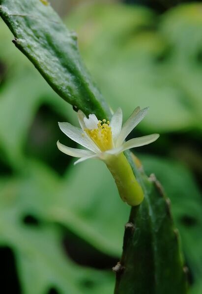 Fájl:Pseudorhipsalis himantoclada.VZs 02.jpg