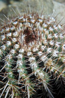 Notocactus floricomus