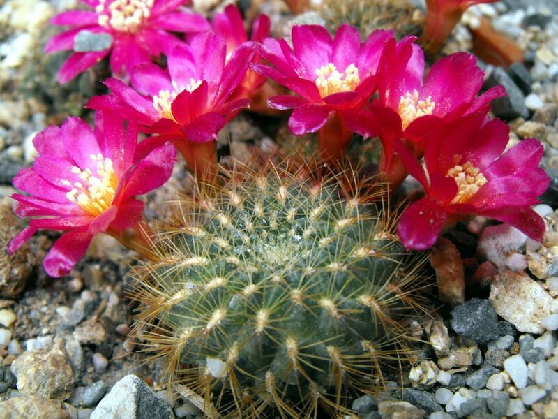 Fájl:Rebutia mentosa flavissima-1.jpg