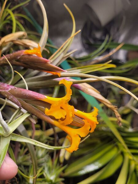 Fájl:Tillandsia ericii.VZs 01.jpg