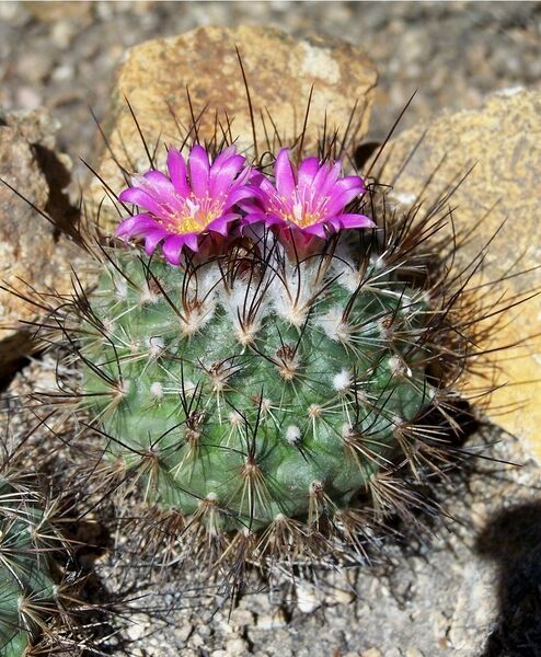 Fájl:Turbinicarpus viereckii-1.jpg