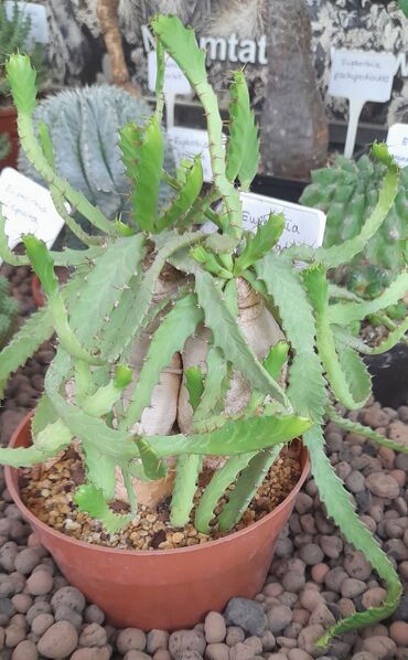Fájl:Euphorbia stellata.JCs 01.jpg