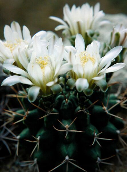Fájl:Gymnocalycium schickendantzii-001.jpg