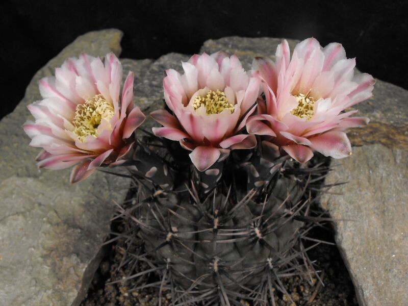 Fájl:Gymnocalycium striglianum-001.jpg