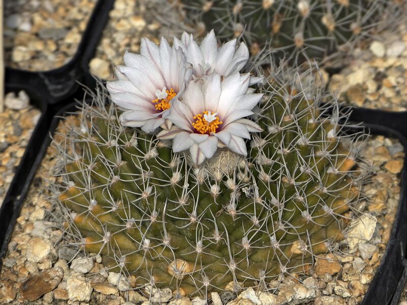 Fájl:Turbinicarpus nieblae.SzJ 01.jpg