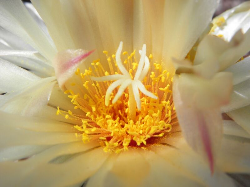 Fájl:Coryphantha radians-001.jpg