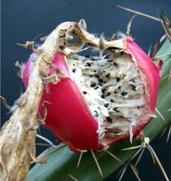 Fájl:Harrisia pomanensis 02-003.jpg