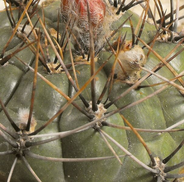 Fájl:Matucana ritteri-001.jpg