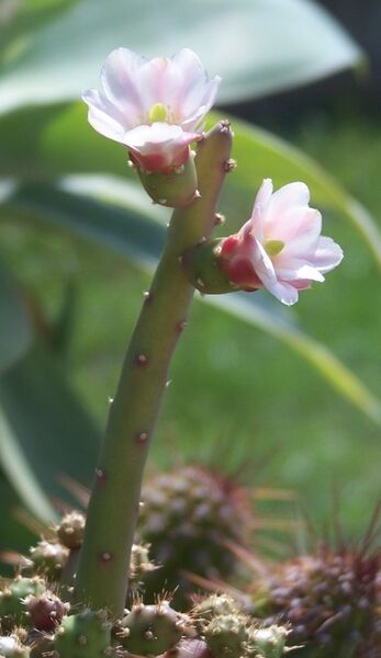 Fájl:Opuntia salmiana-1.jpg