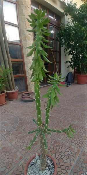 Fájl:Quiabentia verticillata.Rigi 01.jpg