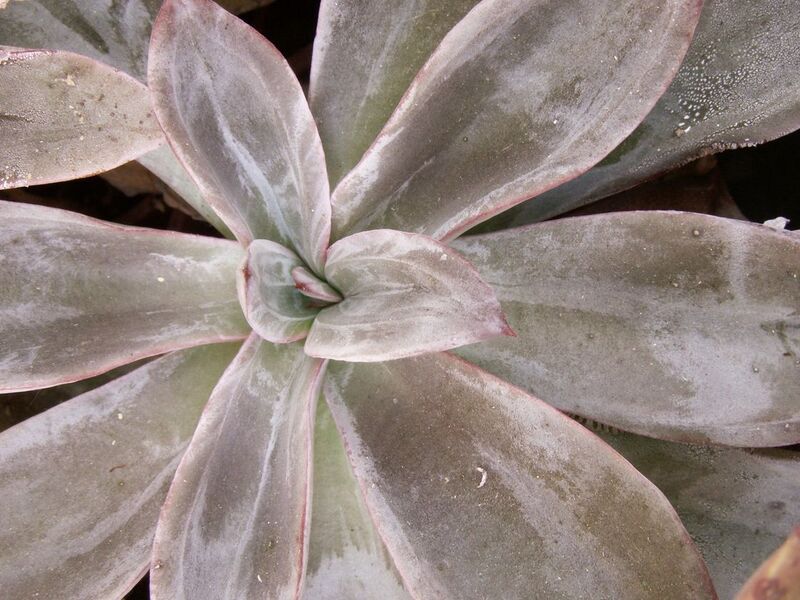 Fájl:Thompsonella platyphylla-1.jpg