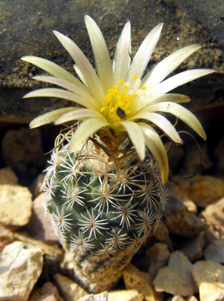 Fájl:Turbinicarpus pseudomacrochele minimus-0.jpg